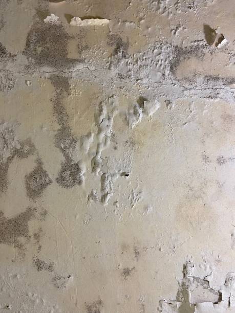 Best Mold Removal Specialists  in Remsen, IA