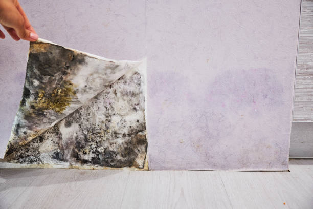 Best Mold Removal Specialists  in Remsen, IA